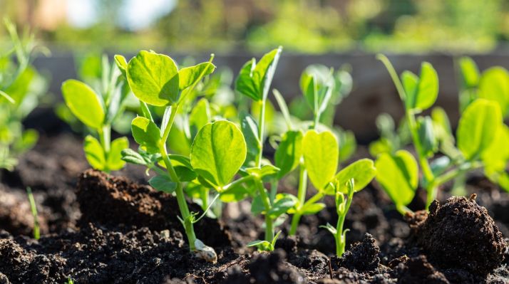 The Mental and Physical Health Benefits of Gardening