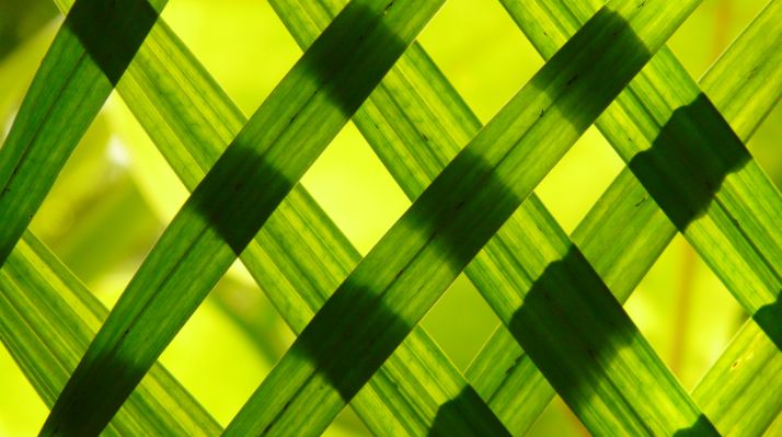 3 Lawn-Cutting Patterns for an Eye-Catching Lawn