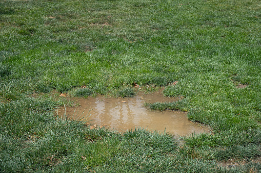 a water logged lawn after rain