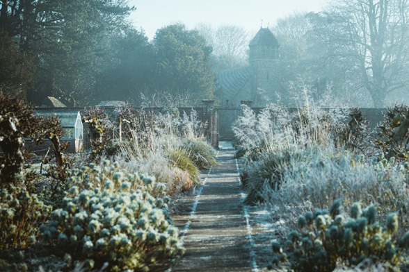 Image of frosty winter garden