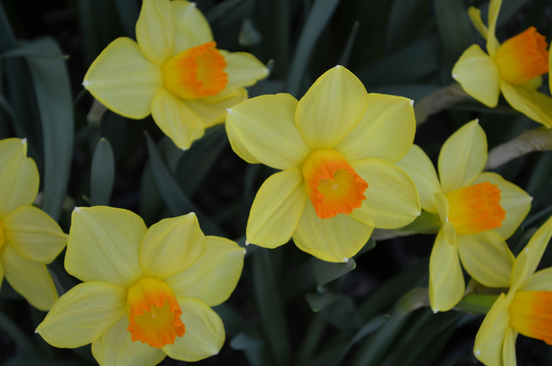 image of daffodils in flower in spring