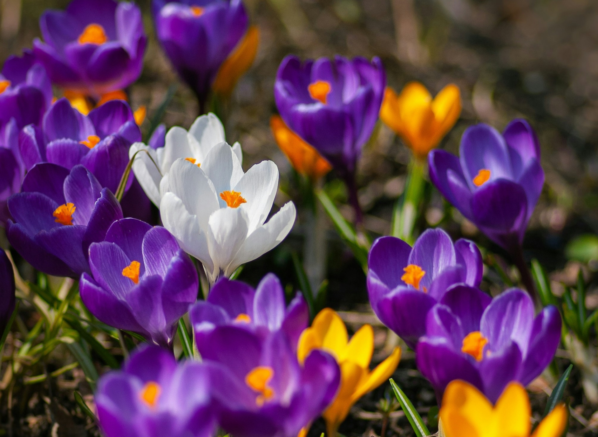 Get The Gardening Year Off To A Flying Start 